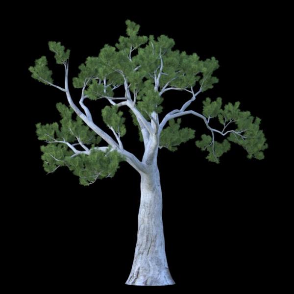 درخت کاج Tree - دانلود مدل سه بعدی درخت کاج Tree - آبجکت سه بعدی درخت کاج Tree - دانلود آبجکت سه بعدی درخت کاج Tree -دانلود مدل سه بعدی fbx - دانلود مدل سه بعدی obj -PinusAlbicaulis 3d model free download  - PinusAlbicaulis 3d Object - PinusAlbicaulis OBJ 3d models - PinusAlbicaulis FBX 3d Models - 